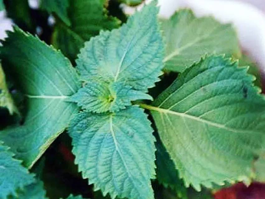 泰国版的防晒霜,泰国版本的防晒霜