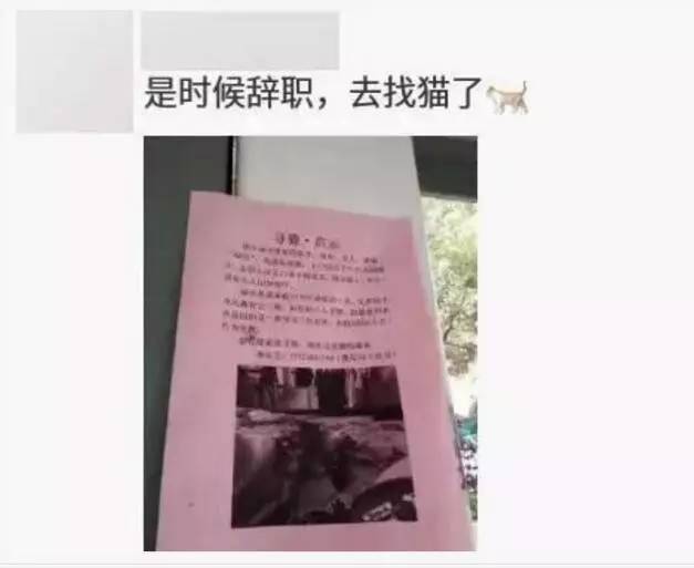 苏州吴中区寻猫启事粉色铃铛,丢猫寻猫启事苏州