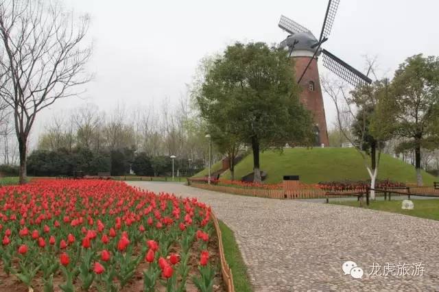 世界最美的郁金香花海,南京郁金香花海