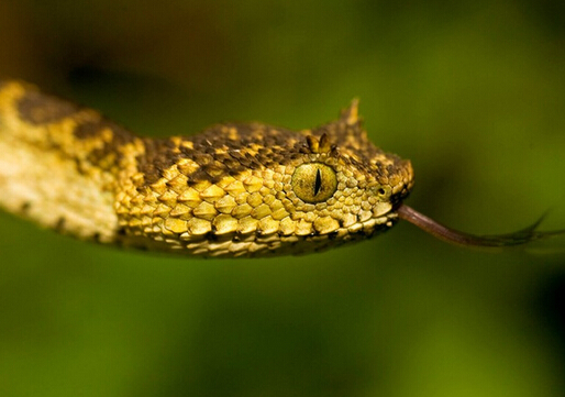 为什么六月雪草药可治毒蛇咬伤,用什么草药泡酒能够治毒蛇咬伤