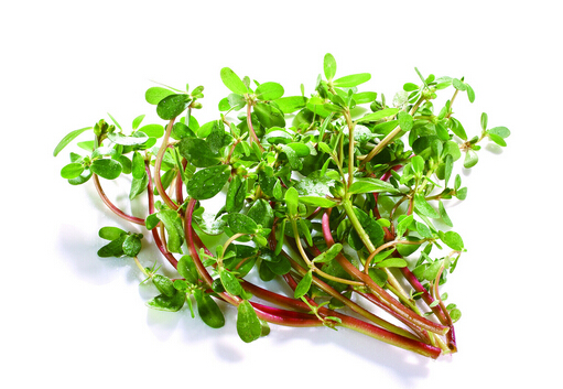 马齿苋的吃法和功效与功能,马齿苋的功效马齿苋晒干了能吃吗