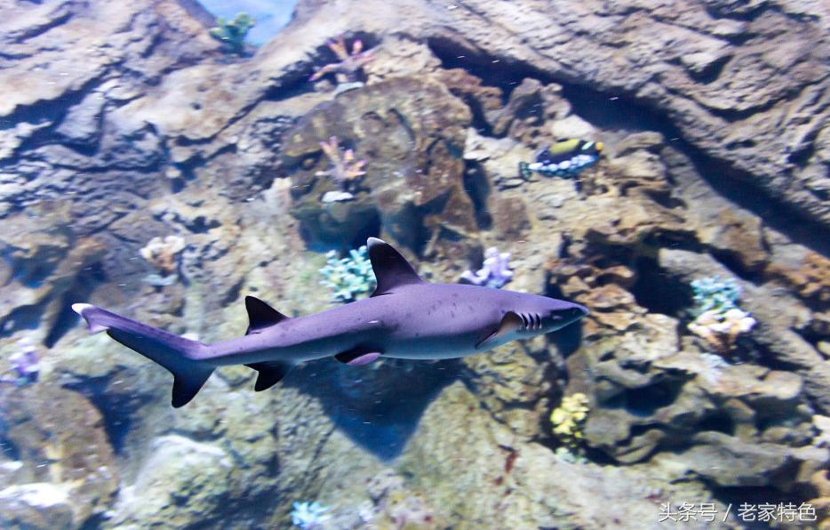 鲨鱼，今天小编教大家做鲨鱼肉这道菜、鲨鱼基本生活习性大概知识