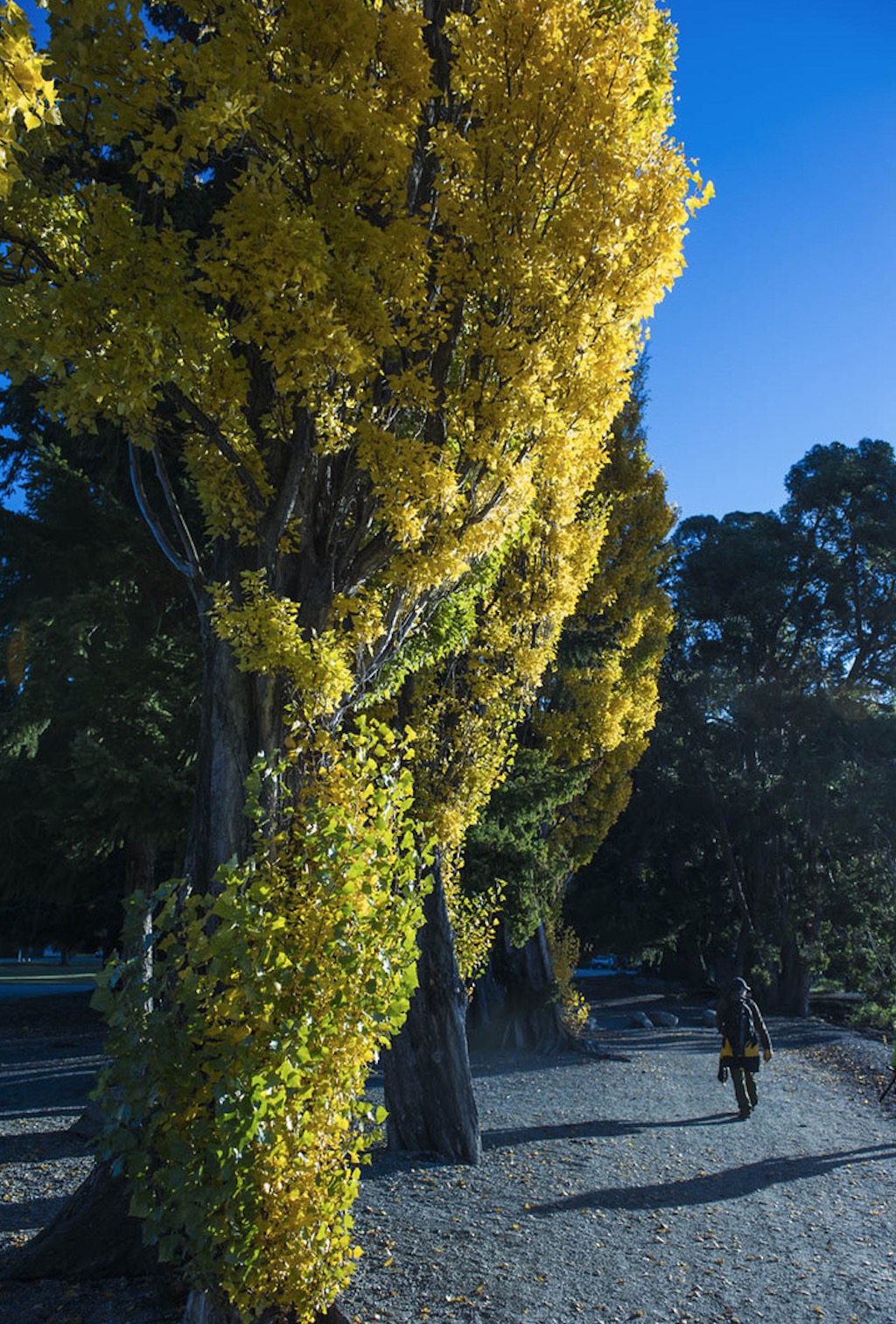 新西兰南岛的冬天,新西兰南岛秋天最佳时间