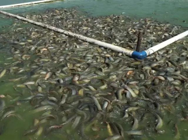 台鳅养殖,养殖台鳅需要注意什么