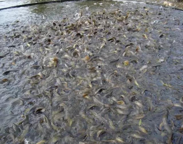 台鳅养殖,养殖台鳅需要注意什么