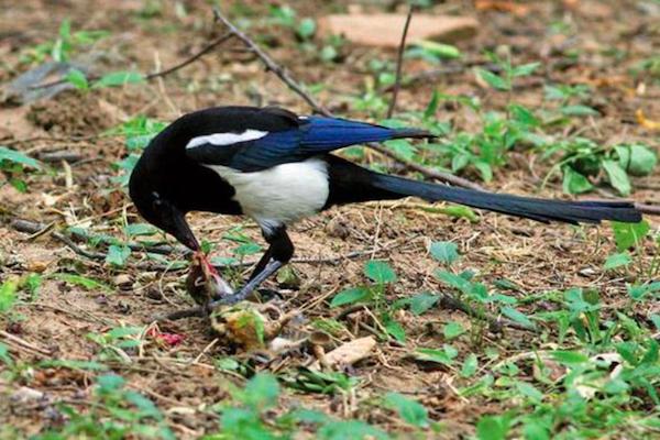 喜鹊祸害庄稼为什么国家要保护,喜鹊为什么泛滥了