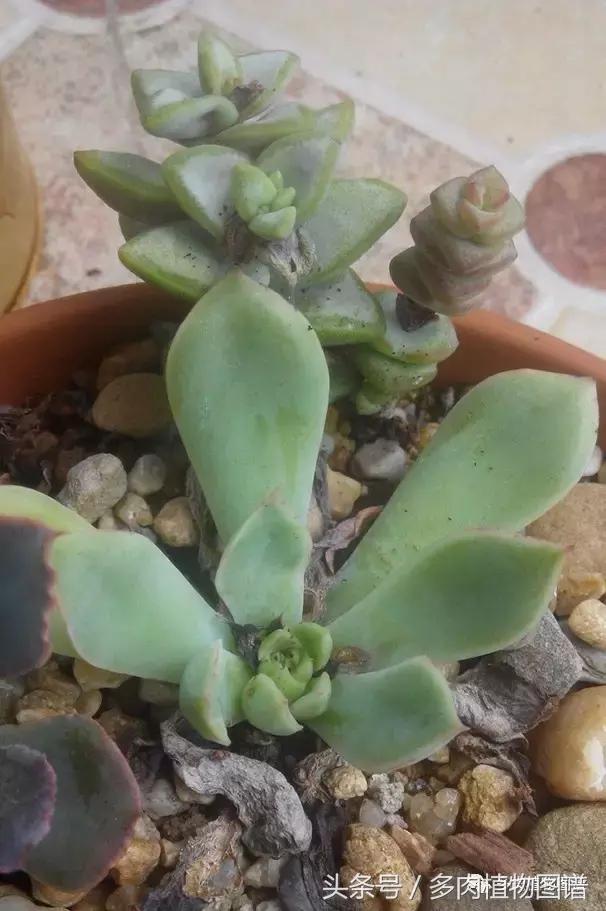 离家一个月20天,离家一个月养猪