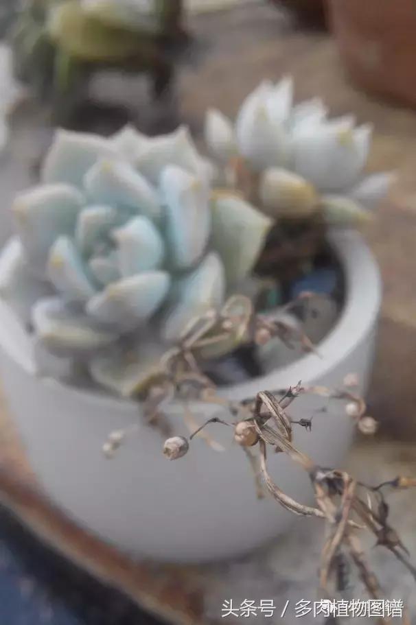 离家一个月20天,离家一个月养猪