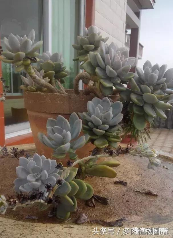 离家一个月20天,离家一个月养猪