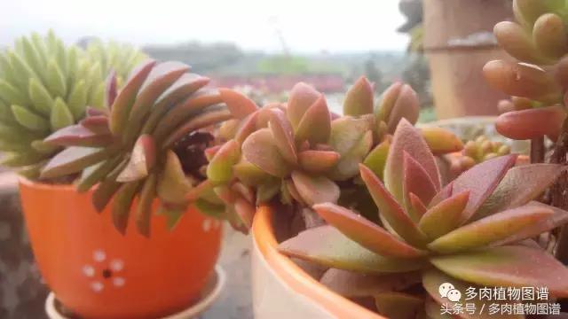 离家一个月20天,离家一个月养猪