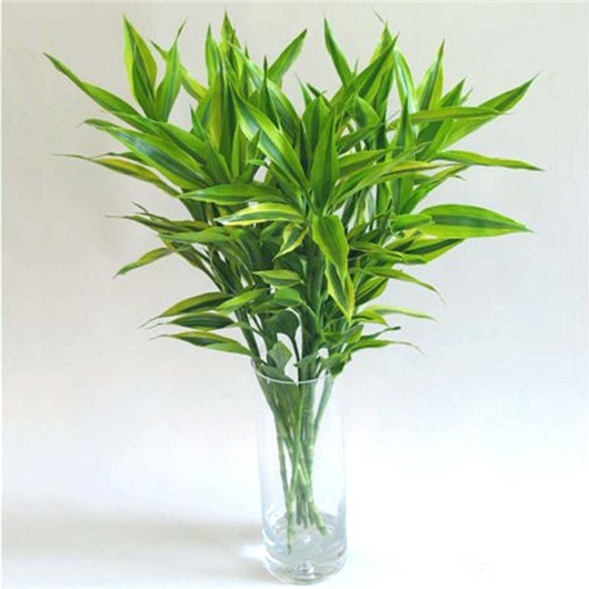 富贵竹叶子发黄怎么养护,招财富贵竹叶子发黄加醋