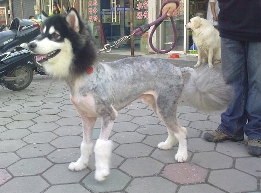 盘点比较像狼的狗,跟狼长得像的狗都有哪些