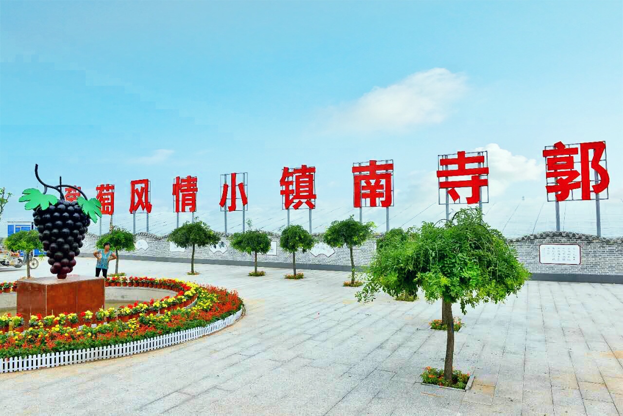 邢台广宗，葡萄王来了