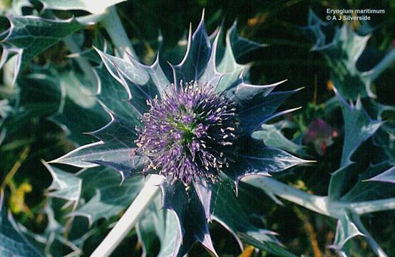 赫莲娜小绿瓶有味道吗 (赫莲娜小绿瓶和红腰子)