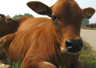 冬天牛羊不吃原因及处理,牛羊不吃草小妙招