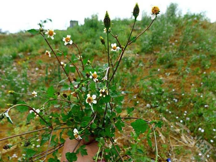 鬼针是双向调节血压吗 (鬼针草降血压怎么样)