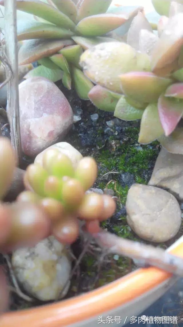 离家一个月20天,离家一个月养猪