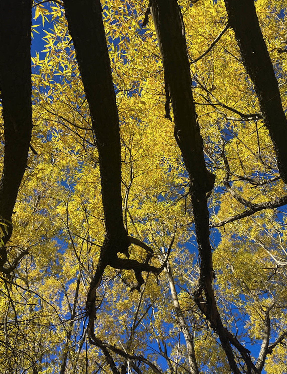 新西兰南岛的冬天,新西兰南岛秋天最佳时间