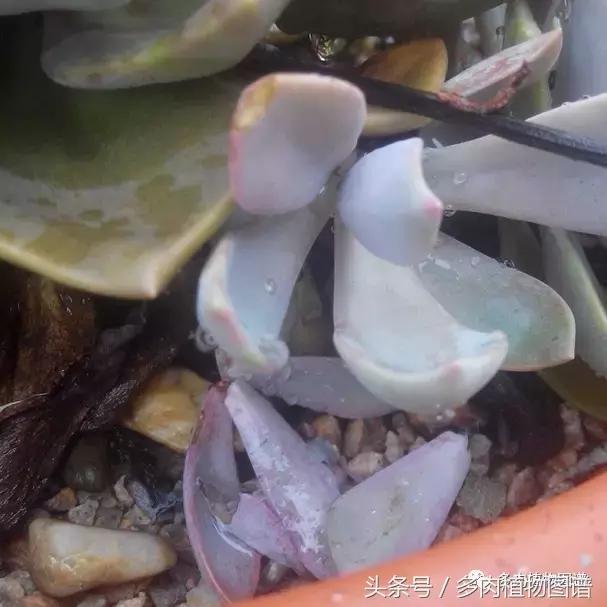 离家一个月20天,离家一个月养猪