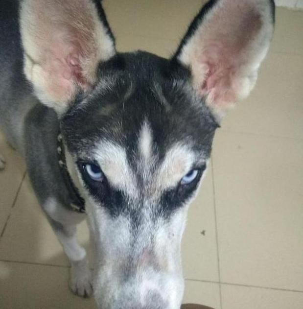 哈士奇被宠主冷落,哈士奇吐槽二哈