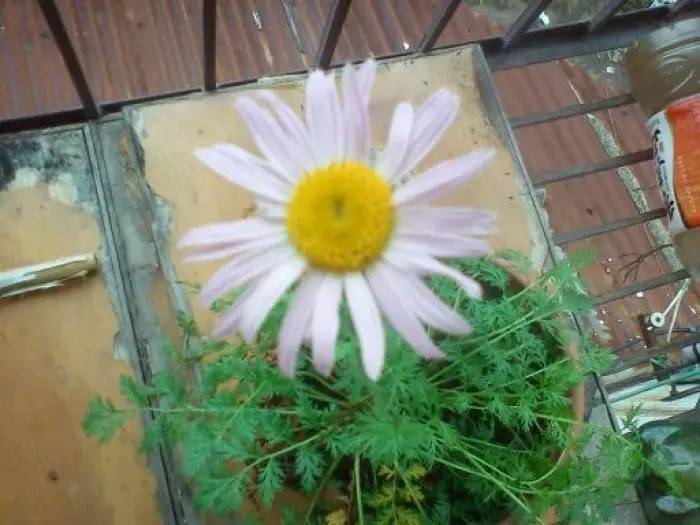 蚊虫太烦人盆栽三种驱蚊植物,合适室内种植的驱蚊的植物