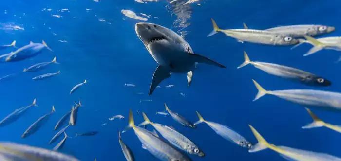 海有夜游别怪我没提醒你，购买夜票你能看到不一样的精彩！