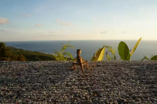 去花莲县不能错过的民宿——瑰宝峇里布达雅