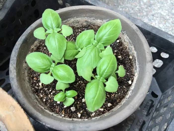 蚊虫太烦人盆栽三种驱蚊植物,合适室内种植的驱蚊的植物