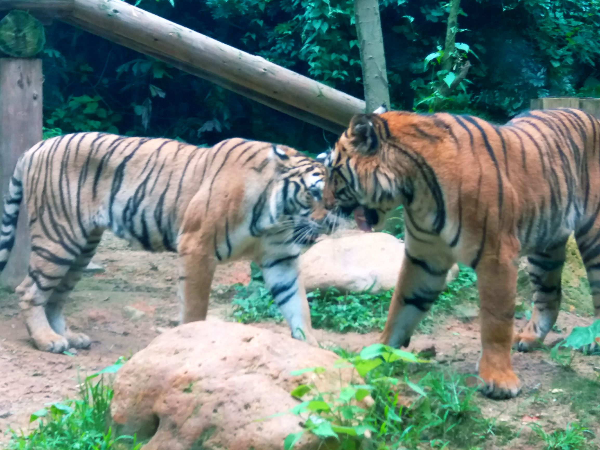 长隆野生动物世界自驾车,长隆野生动物世界免票吗