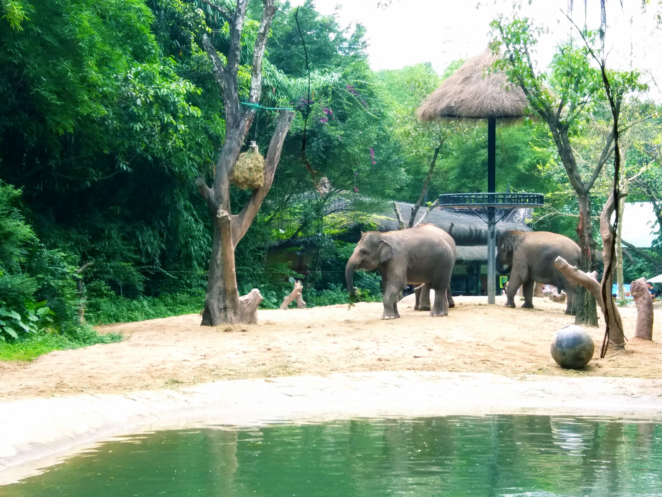 长隆野生动物世界自驾车,长隆野生动物世界免票吗