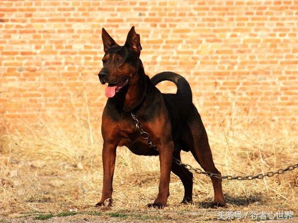 中国山红犬介绍,山红犬是什么品种