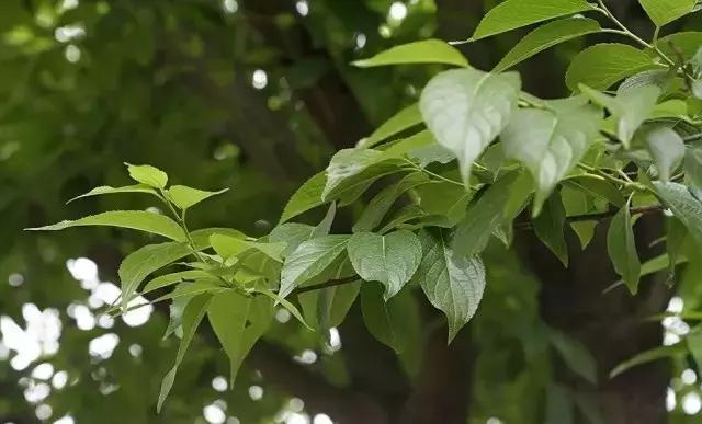 美白丸介绍视频,美白丸真实测评副功能小