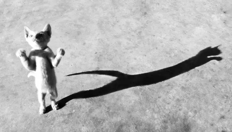 用手机拍照片的技巧,手机什么软件拍出来的照片最好看