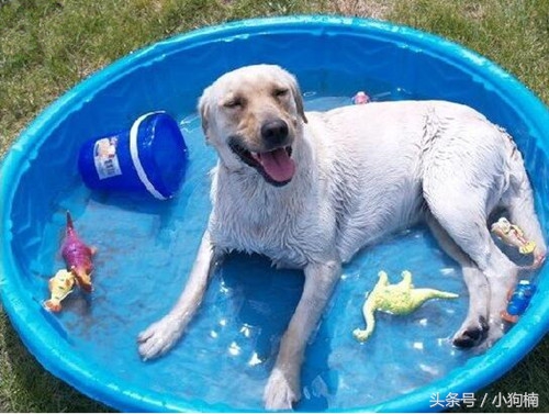 狗狗中暑急救的方法和步骤,搜救犬中暑训导员急哭