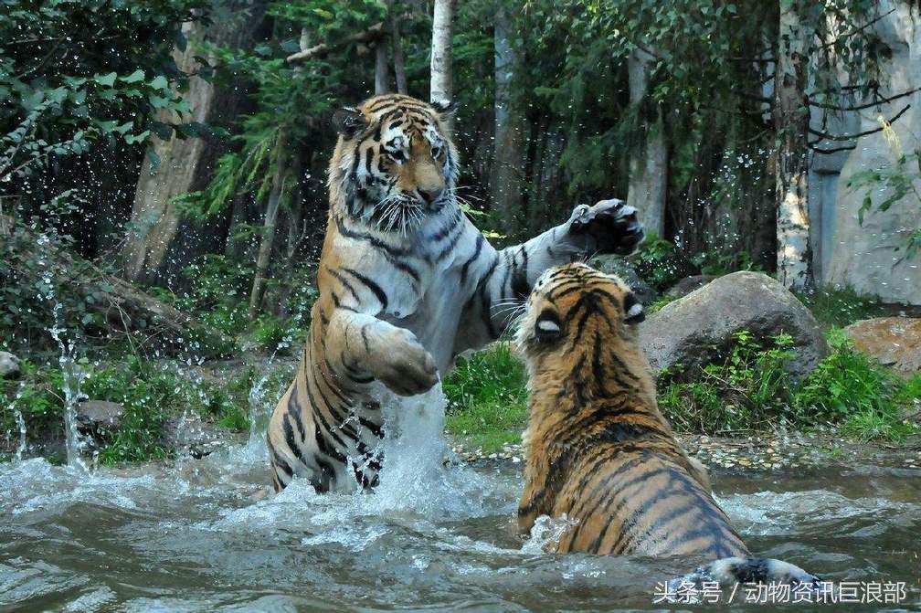 狗子从来没见过老虎为啥怕呢,狗看见老虎与狮子的反应