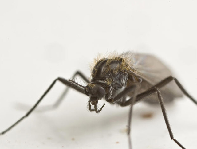 琚殜瀛愬拰璺宠殼鍜簡鏈変粈涔堝壇浣滅敤,琚殜瀛愭垨鑰呰烦铓ゅ挰浜嗚捣鍖呰秴绾х棐