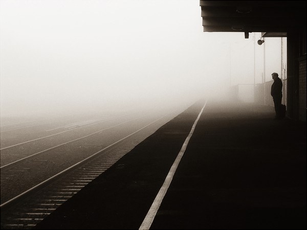 鲍鱼鱼翅的营养价值,鲍鱼鱼翅的营养成分真的高吗