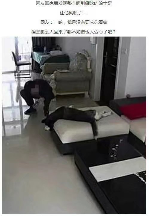 让二哈听话,让二哈自己在家待一天