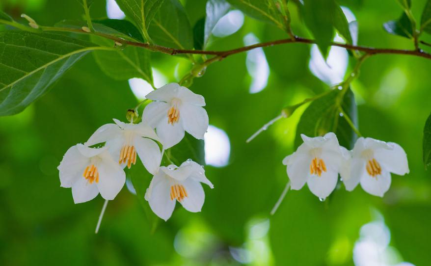 沉香的药用历史与药用研究,沉香品种的功效与功能