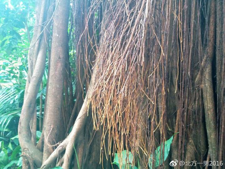 长隆野生动物世界自驾车,长隆野生动物世界免票吗