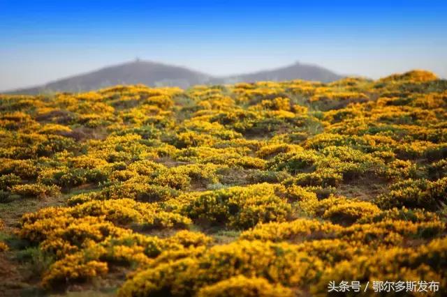 鄂尔多斯我的家完全版,我美丽的家乡鄂尔多斯