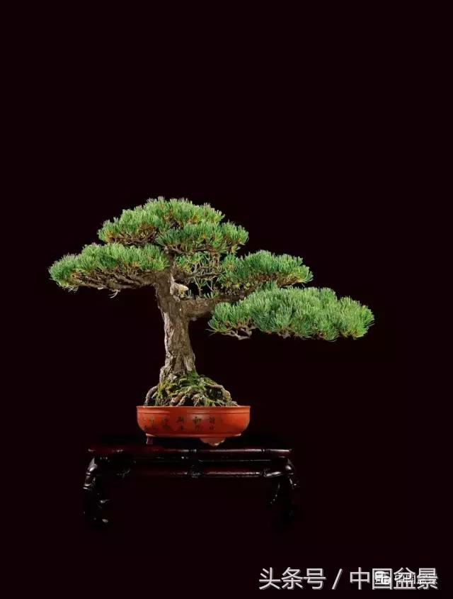 全国盆景拍卖前十 (盆景拍卖专场)