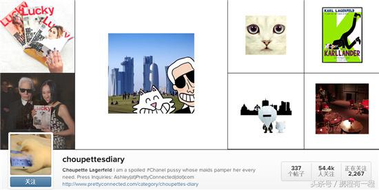 王思聪能够带狗上飞机吗 (王思聪飞机能够带狗吗)