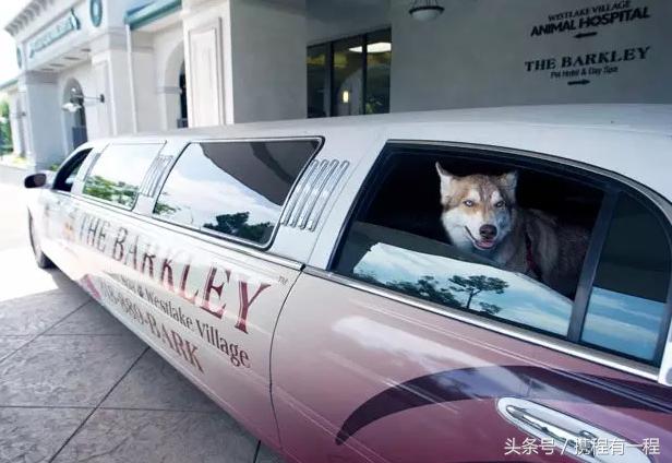 王思聪能够带狗上飞机吗 (王思聪飞机能够带狗吗)