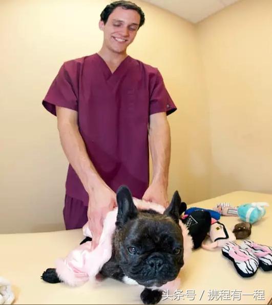 王思聪能够带狗上飞机吗 (王思聪飞机能够带狗吗)