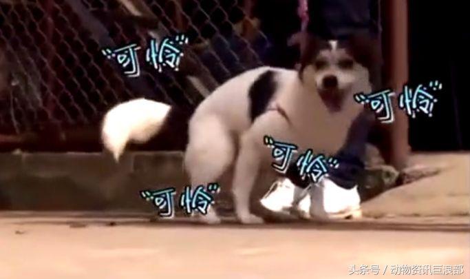 狗子从来没见过老虎为啥怕呢,狗看见老虎与狮子的反应