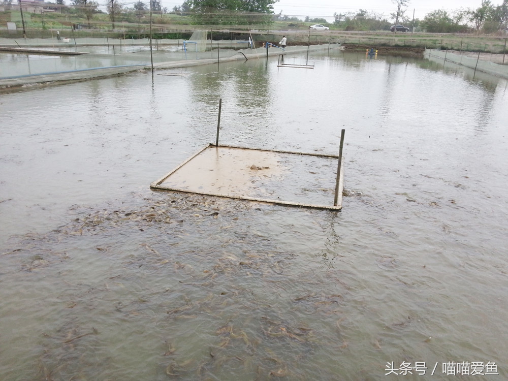 池塘养泥鳅一亩要投资多少钱,养泥鳅一亩水面要多少钱泥鳅苗