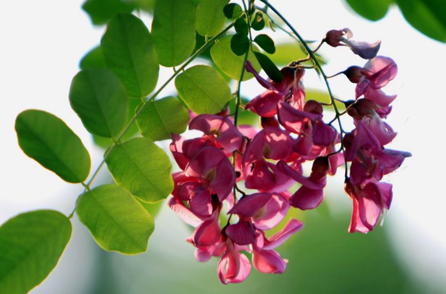 二十四节气对应的花卉作物,二十四节气各节气代表的花草