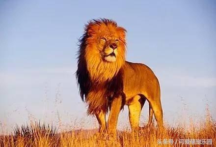 铲屎官你到底想怎么样,铲屎官你好怎么回复