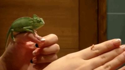 铲屎官你到底想怎么样,铲屎官你好怎么回复